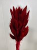 【干花】兔尾草 多色可选 扎 商品缩略图7