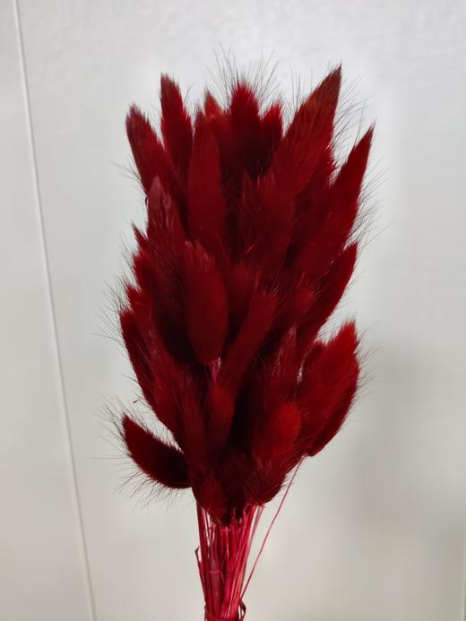 【干花】兔尾草 多色可选 扎 商品图7