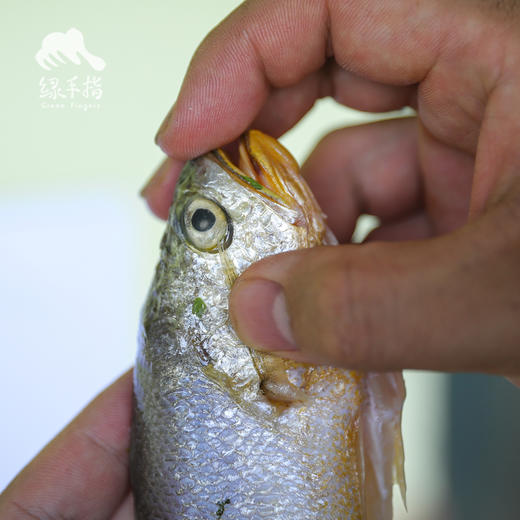 野生东山岛黄花鱼| 合作生产 * Wild yellow croaker | Coproduction 商品图2