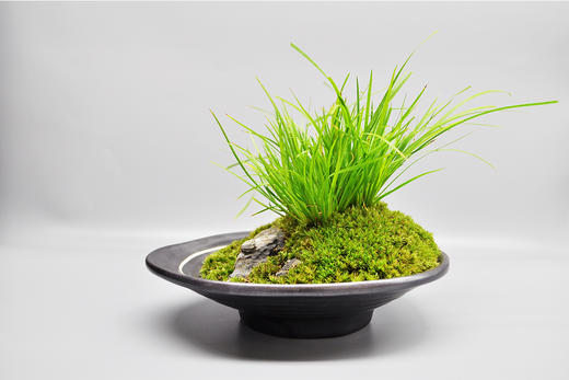 茶室侠客 商品图3