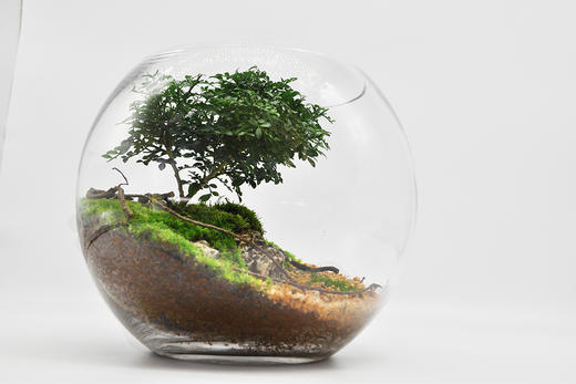 生命之树 商品图0