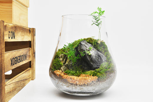 蒸蒸日上 商品图6