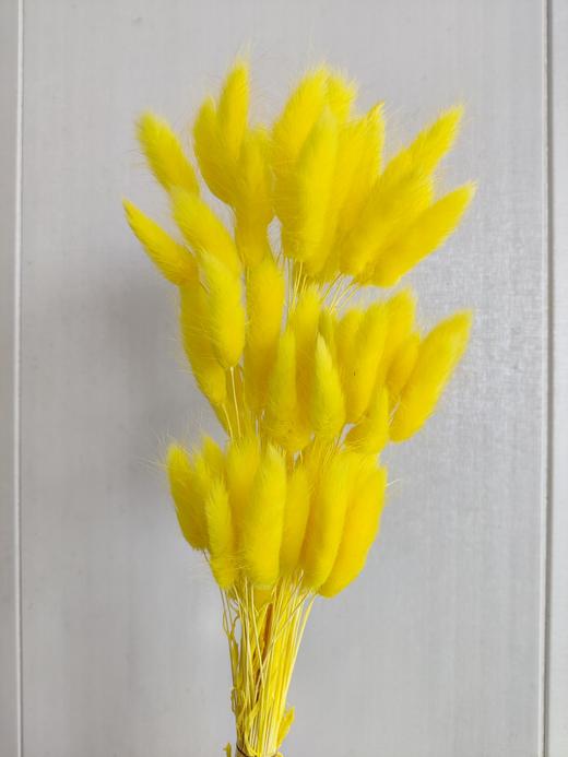 【干花】兔尾草 多色可选 扎 商品图4