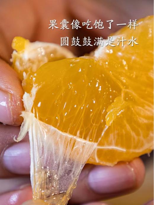 【包邮】象山红美人 入口即化爆汁无渣 娇嫩皮薄 香甜可口 现摘发货（售后联系VX：neigoupai004） 商品图2