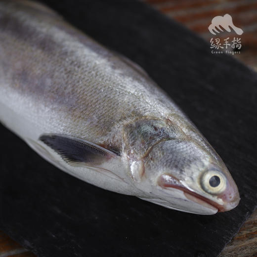野生东山岛海钓午鱼（临期折扣，海钓鱼，嘴里可能有鱼钩，大家注意！！介意慎拍）| 合作生产 * Wild Eleutheronema tetradactylum | Coproduction 商品图2
