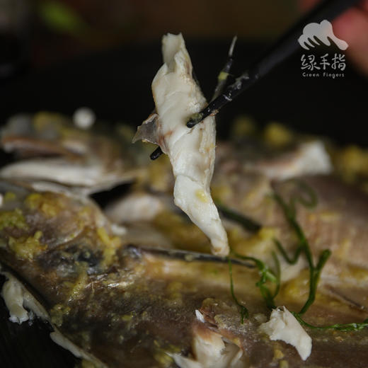 野生东山岛海钓午鱼（临期折扣，海钓鱼，嘴里可能有鱼钩，大家注意！！介意慎拍）| 合作生产 * Wild Eleutheronema tetradactylum | Coproduction 商品图3