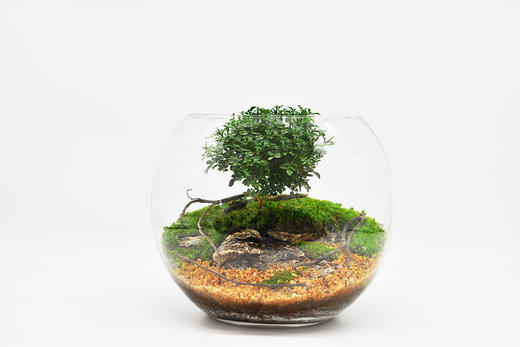 生命之树 商品图9