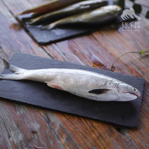 野生东山岛海钓午鱼（临期折扣，海钓鱼，嘴里可能有鱼钩，大家注意！！介意慎拍）| 合作生产 * Wild Eleutheronema tetradactylum | Coproduction 商品图0