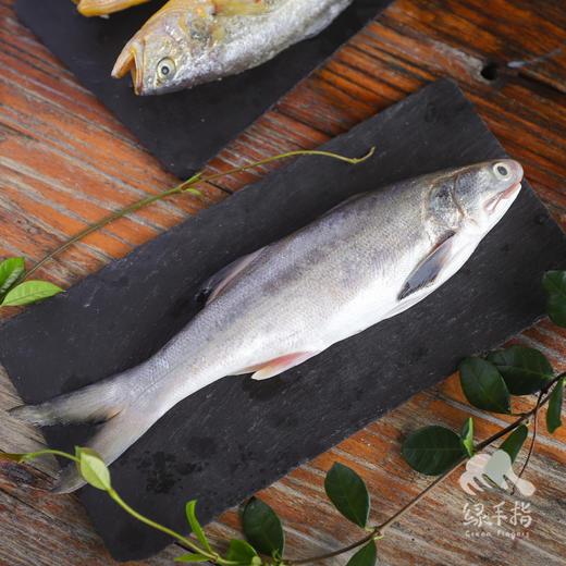 野生东山岛海钓午鱼（临期折扣，海钓鱼，嘴里可能有鱼钩，大家注意！！介意慎拍）| 合作生产 * Wild Eleutheronema tetradactylum | Coproduction 商品图5