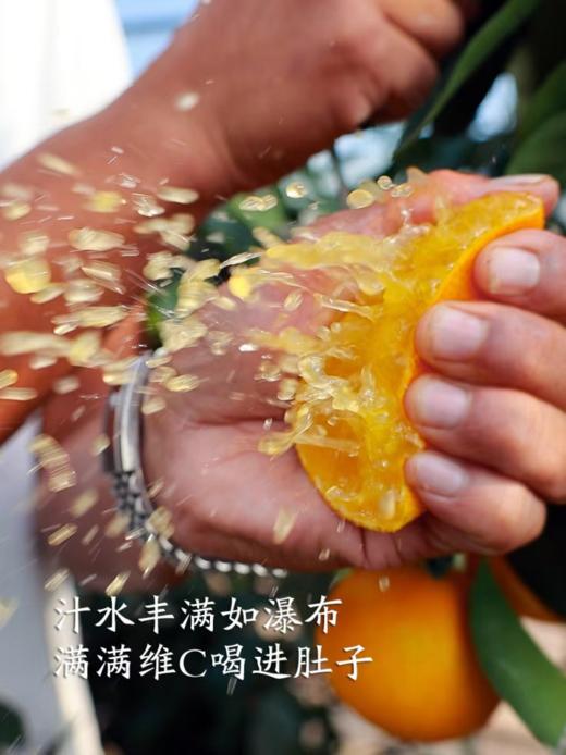 【包邮】象山红美人 入口即化爆汁无渣 娇嫩皮薄 香甜可口 现摘发货（售后联系VX：neigoupai004） 商品图3