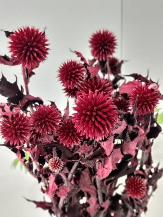 【干花】蓝星球 多色可选 扎 商品图1