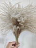 【干花】拂尘（芦苇）约10枝 多色可选 商品缩略图2