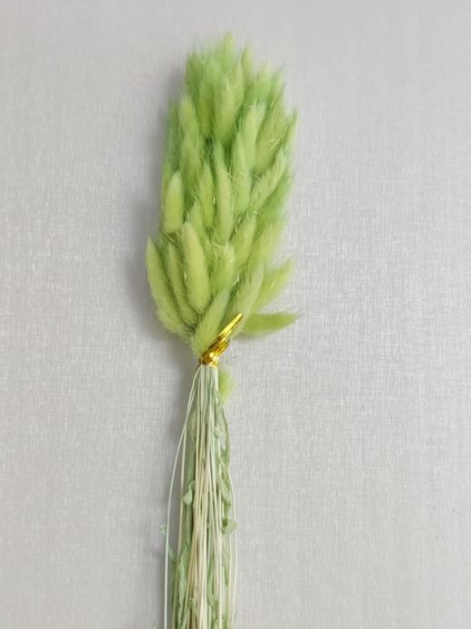 【干花】兔尾草 多色可选 扎 商品图12