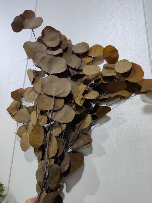 【干花】苹果叶 多色可选 扎 商品图11