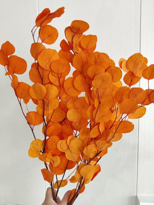 【干花】苹果叶 多色可选 扎 商品图8