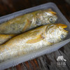 野生东山岛黄花鱼| 合作生产 * Wild yellow croaker | Coproduction 商品缩略图6