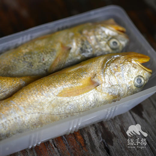 野生东山岛黄花鱼| 合作生产 * Wild yellow croaker | Coproduction 商品图6