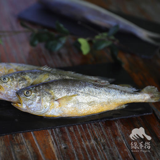 野生东山岛黄花鱼| 合作生产 * Wild yellow croaker | Coproduction 商品图5