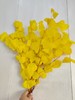 【干花】苹果叶 多色可选 扎 商品缩略图2