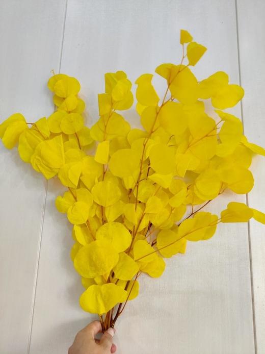 【干花】苹果叶 多色可选 扎 商品图2