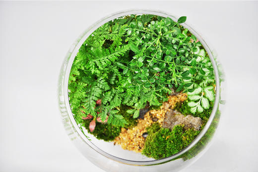 丛林法则 商品图12