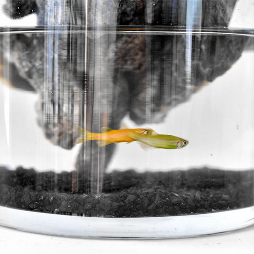 绝处逢生 商品图3