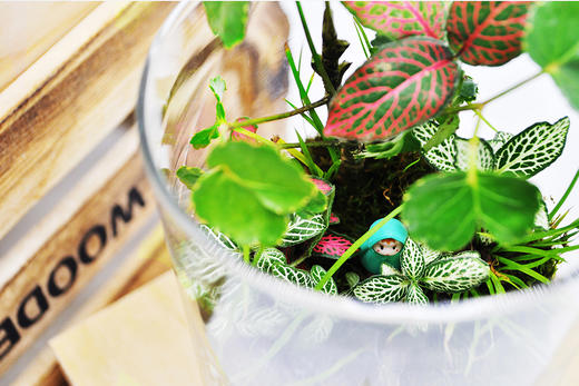 水晶森林 商品图1