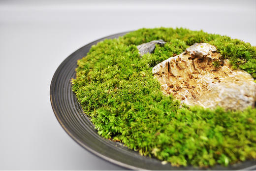 离离原上 商品图2