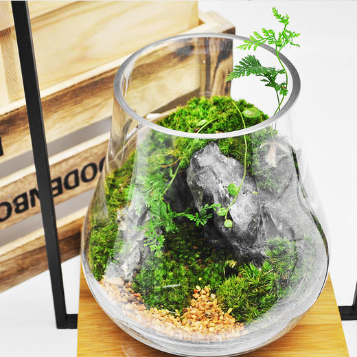 蒸蒸日上 商品图2