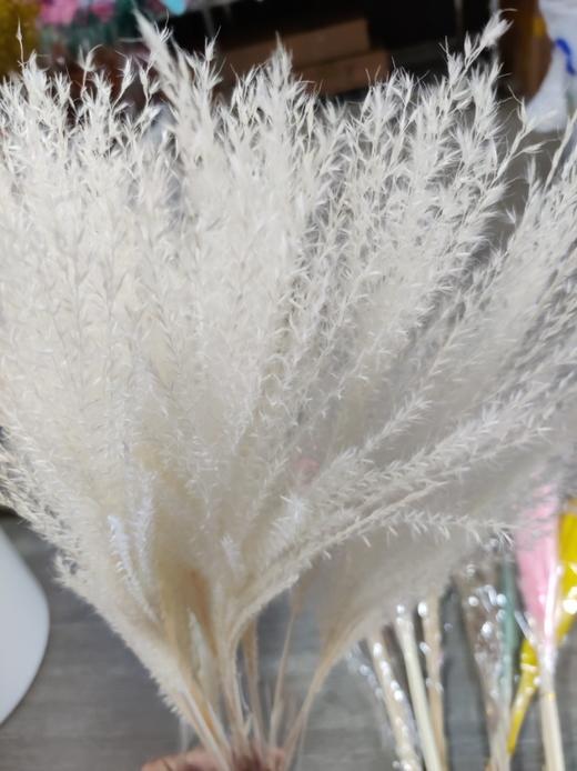 【干花】拂尘（芦苇）约10枝 多色可选 商品图0