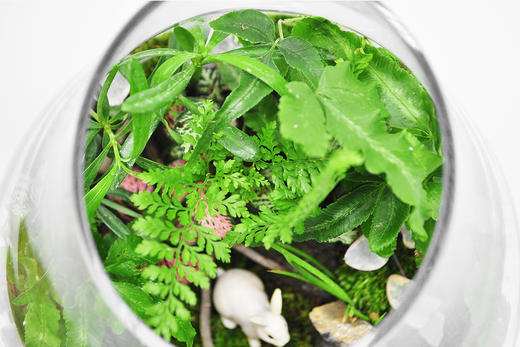 梦游仙境 商品图3