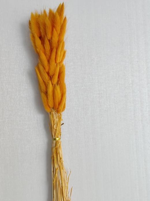 【干花】兔尾草 多色可选 扎 商品图13