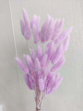 【干花】兔尾草 多色可选 扎
