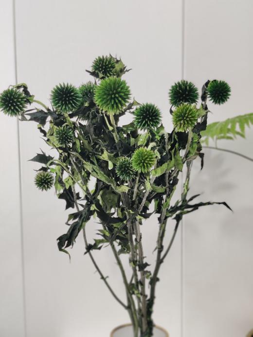 【干花】蓝星球 多色可选 扎 商品图4