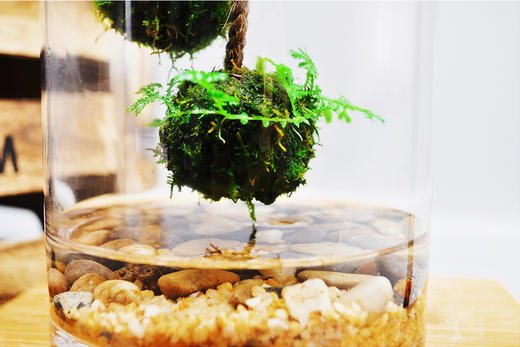 悬浮太空 （大） 商品图4