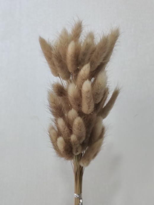 【干花】兔尾草 多色可选 扎 商品图5