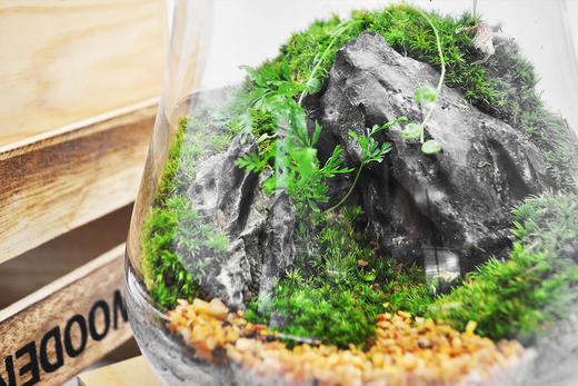 蒸蒸日上 商品图1