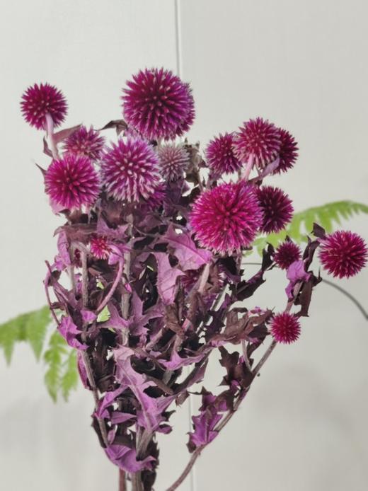 【干花】蓝星球 多色可选 扎 商品图5