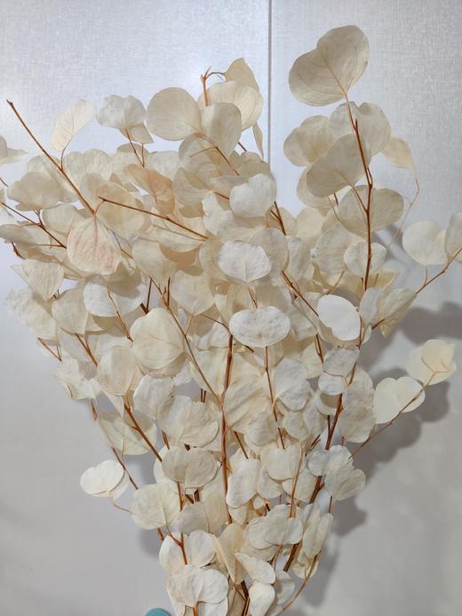 【干花】苹果叶 多色可选 扎 商品图7