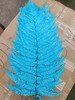 【干花】蕨叶 多色可选 商品缩略图1