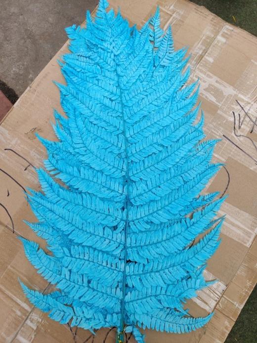 【干花】蕨叶 多色可选 商品图1