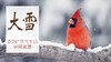 节气生活 大雪早直播 商品缩略图0