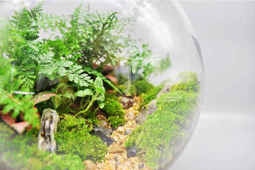 丛林法则 商品图14