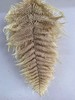 【干花】蕨叶 多色可选 商品缩略图3