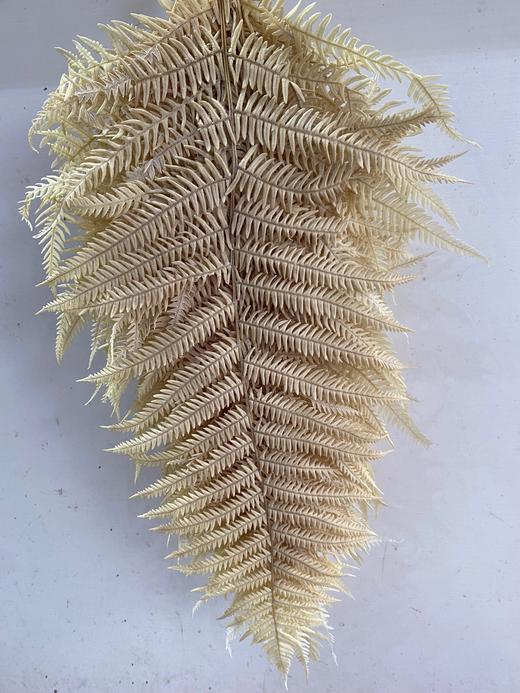 【干花】蕨叶 多色可选 商品图3