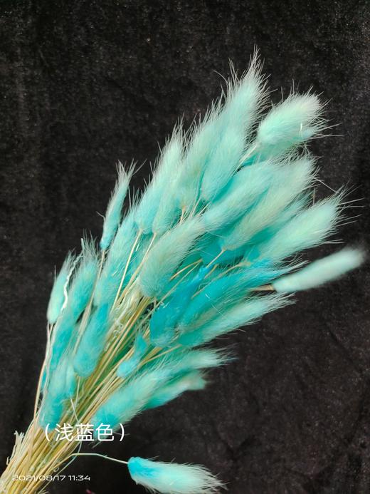 【干花】兔尾草 多色可选 扎 商品图8