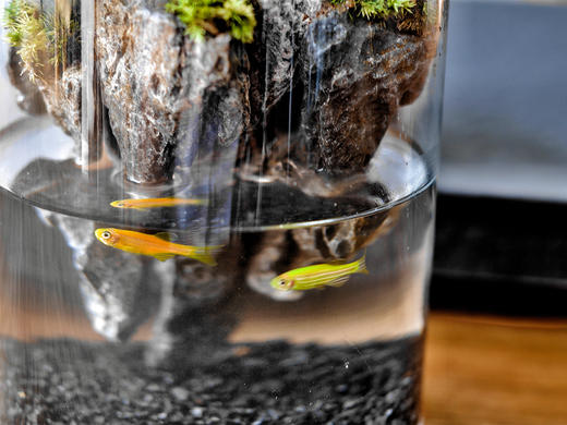 绝处逢生 商品图5