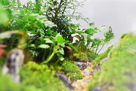 丛林法则 商品图7