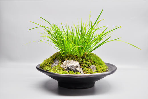 茶室侠客 商品图6