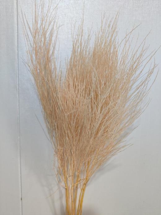 【干花】石草 多色可选 扎 商品图1